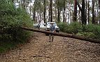 07-Heidi assesses another fallen tree on the Wheelers Creek Track